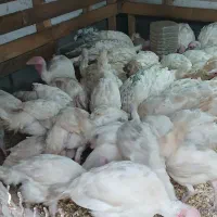 بوقلمون بیوتی ۶ فرصت سرمایه گزاری
