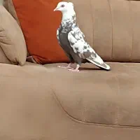 نه عدد کفتر دوسه پره هوایی به شرط