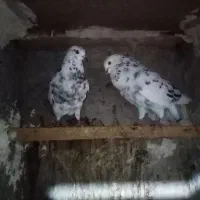 کفتر فروشی|پرنده|کردکوی, |دیوار