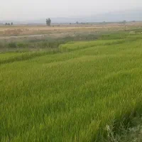 بذر چلتوک