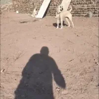 سگ توله ماده سرابی 6 ماهه|سگ|تهران, صادقیه|دیوار