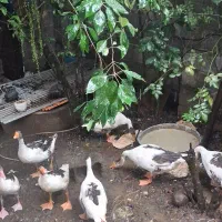 ۷ غاز شامل دوغاز بالغ نروماده و۵ تا نیمچه