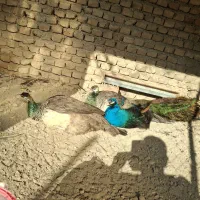 طاوس|پرنده|گرگان, |دیوار