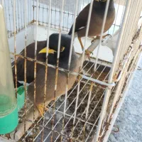 مرغ مینا سخنگو|پرنده|آزادشهر, |دیوار