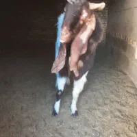 نری پاکستانی|حیوانات مزرعه|رفسنجان, |دیوار