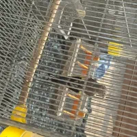 سهره|پرنده|کهریزک, |دیوار