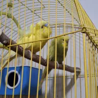 جفت مرغ عشق پروانه ای مولد رنگ و نژاد خاص