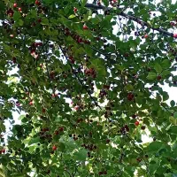 هرس کود بیل کاشت درخت