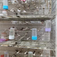 فنچ نوک دو رنگ تعداد