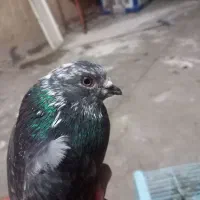 جوجه محلی بارنی معاوضه با کبوتر جفت