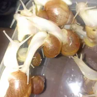 حلزون اچاتینا آلبینو|خزنده|شیراز, شهرک گلستان|دیوار