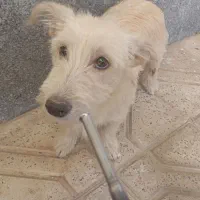 سگ‌نر اشتپیز