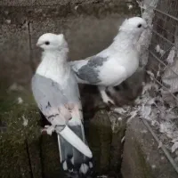 یک جفت کبوتر بلژیکی