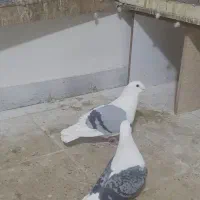 کفتر پشدار آلمانی