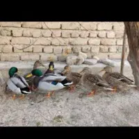 خودکار بیابانی