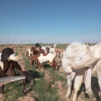 تکه گلابی  لنگه سه قلو زایی