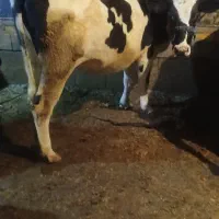 گوساله ابستن|حیوانات مزرعه|داران, |دیوار