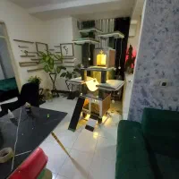 واگذاری گربه اسکاتیش با بریتیش پرشین|گربه|تهران, جردن|دیوار