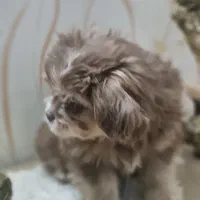 سگ شیتزو|سگ|اراک, |دیوار