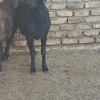 قوچ بره|حیوانات مزرعه|کویرات, |دیوار