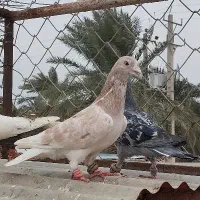 دورگ|پرنده|خرمشهر, |دیوار