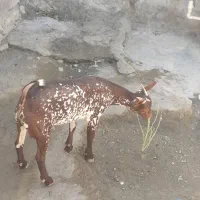 کهرنرنقشی|حیوانات مزرعه|بندرعباس, |دیوار