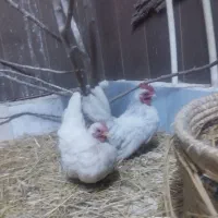 جاپنیز پاکوتاه نژاداصلی برای فروش