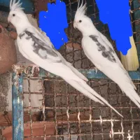 ۳عدد عروس دوکت آلبینو|پرنده|چابهار, |دیوار