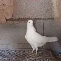 پرنده|پرنده|شاهین دژ, |دیوار