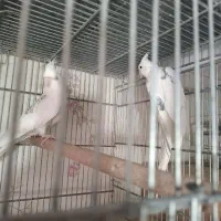 عروس هلندی مولد وجوجه|پرنده|پاکدشت, پاکدشت (مامازند)|دیوار