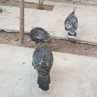 بوقلمون ماده