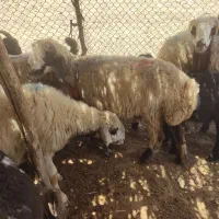 میش بره دار