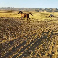 اسب ( مادیان)|اسب و تجهیزات اسبسواری|گیلان غرب, |دیوار