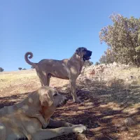 عراقی|سگ|دالاهو, |دیوار