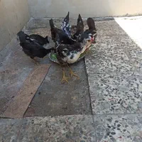 جوجه گلین چهار ماهه