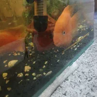 فروش طوطی ماهی و اسکار