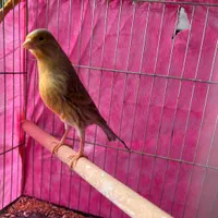 قناری نر و ماده|پرنده|گنبد کاووس, |دیوار