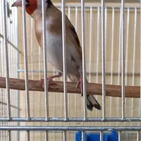 سهره جفتی بخون