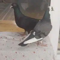 قره مینا و پلنگ  هر دوتا نر