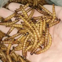 فروش میلورم زنده و خشک