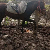 اسب باری|اسب و تجهیزات اسب‌سواری|آستانه اشرفیه, |دیوار