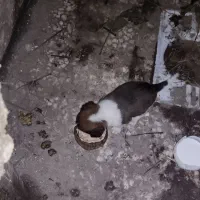 واگذارتوله دورگ سرابی|سگ|آستارا, |دیوار