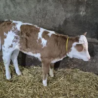 گوساله سیمینتال تازه متولد شده ماده|حیوانات مزرعه|سرعین, |دیوار
