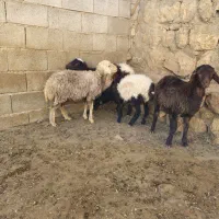 بره ریز|حیوانات مزرعه|کوهرنگ, |دیوار