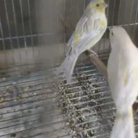 قناری اوپال جوان