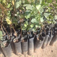 فروش نهال پسته