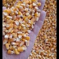 ذرت برزیل درجه یک