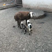 گوسفند دوقلوزا و دوتا بره نر و ماده