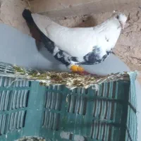 کفتر پرشی|پرنده|دشتابی, |دیوار