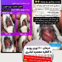 سهره قناری گلدین کبوتر کاسکو طوطی|لوازم جانبی حیوانات|شیراز, زرهی|دیوار